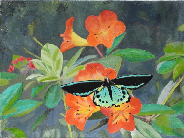 CairnsBirdwingButterflyRawley