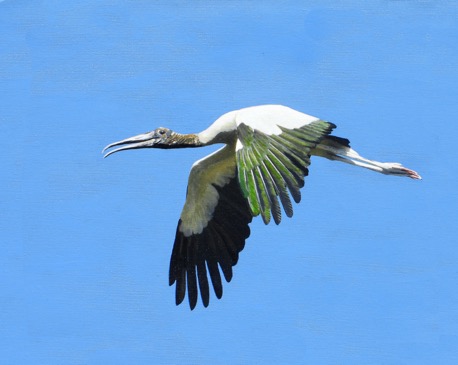 Rawley Woodstork