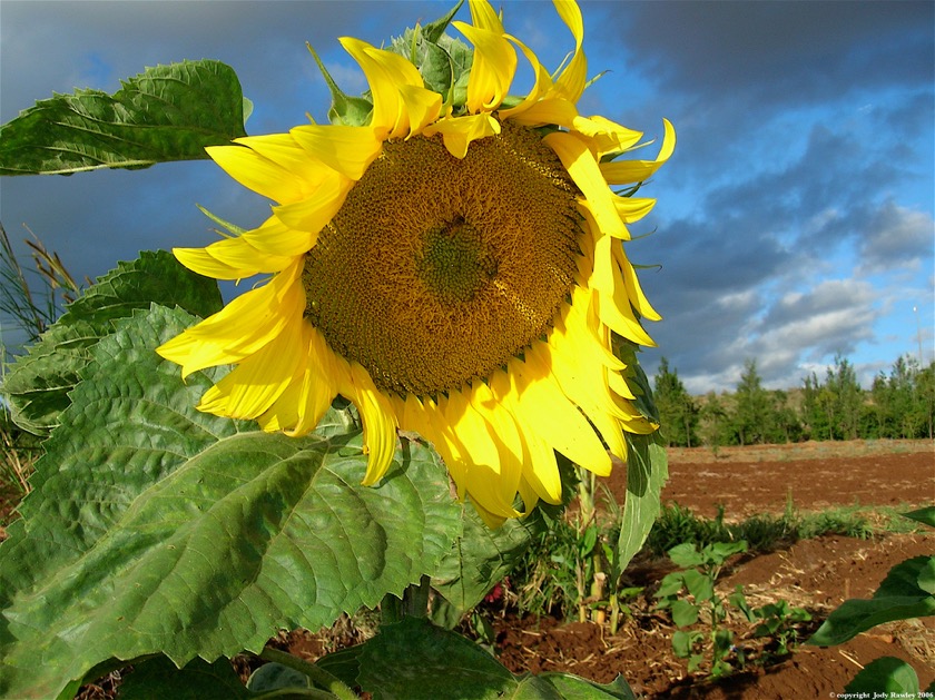 222Sunflower
