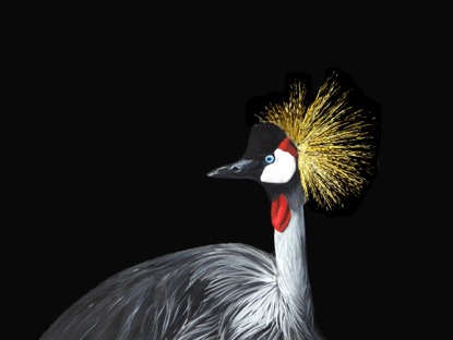 DSCN1056AfricanCrownedCrane