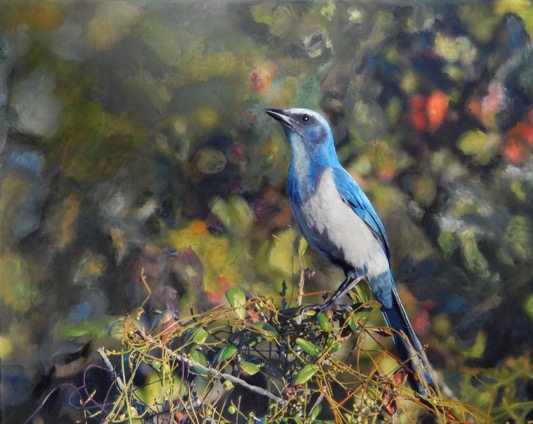 Scrub Jay Painting - Full copy