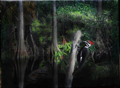 PileatedWoodpeckerRawley